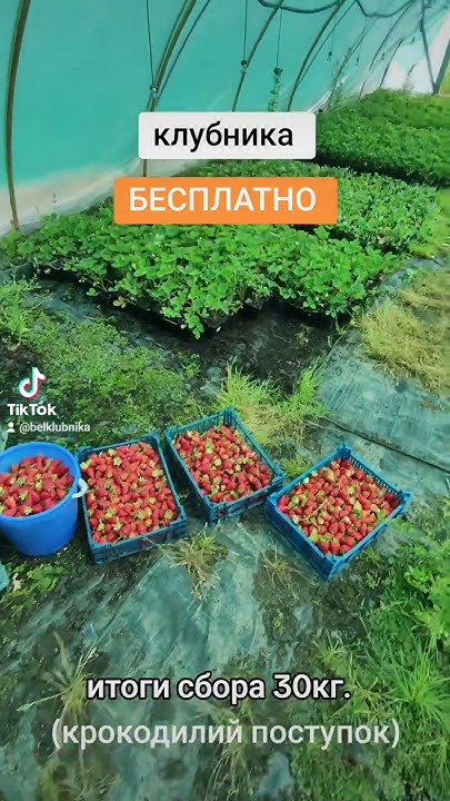 Игровой автомат Fruit Cocktail онлайн — Играть в игровые.